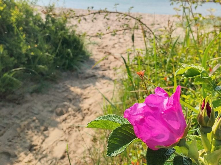 Eine rosa Blume am Strand, umgeben von grünem Gras und Sand.
