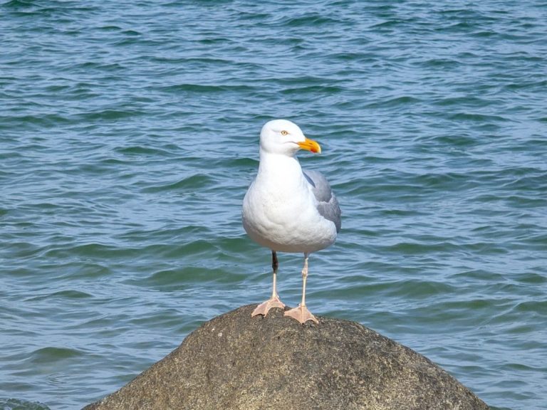 Möwe steht auf einem Stein am Wasser, Hintergrund mit sanften Wellen.