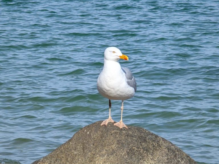 Möwe sitzt auf einem Stein mit Wasser im Hintergrund.